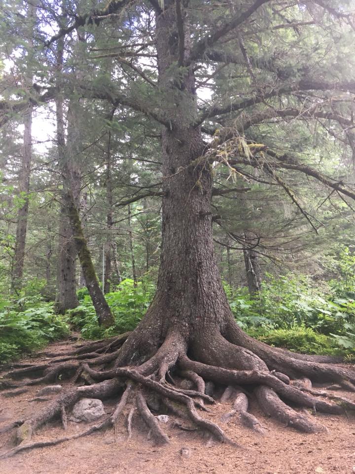 38772057_10100505136317477_6913099649343553536_n